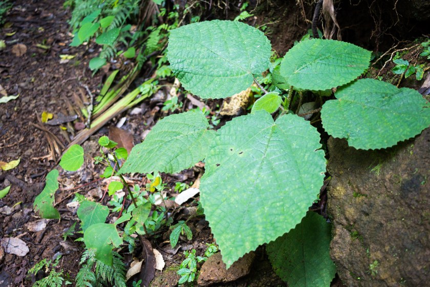 gympie gympie plant