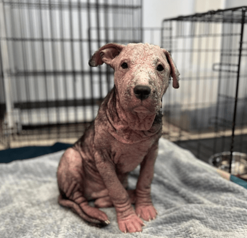puppy with mange