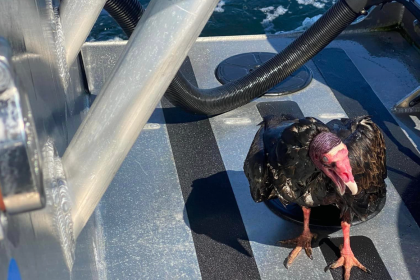 turkey vulture found at sea