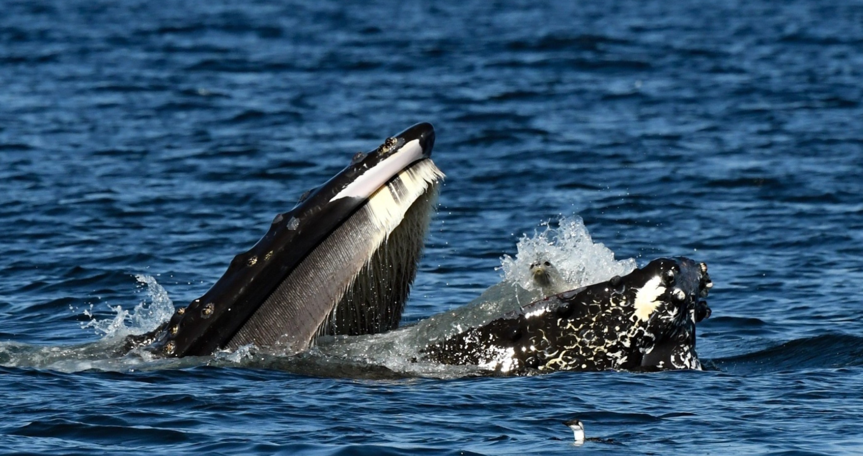 whale swallows seal