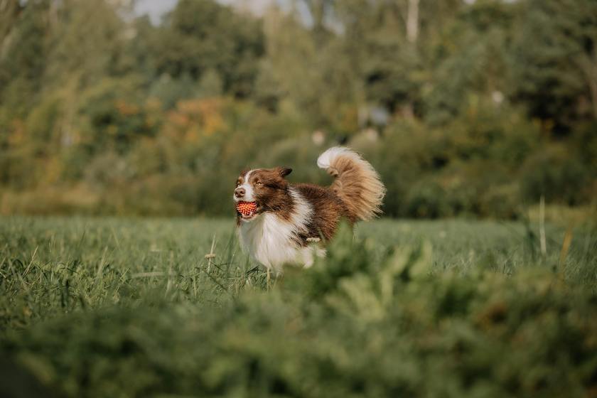 work up an appetite for picky dogs