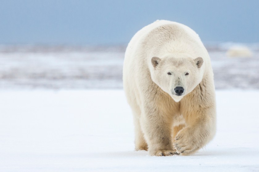 Alaskan Oil Field Has Its Own Tornado Siren For Polar Bears
