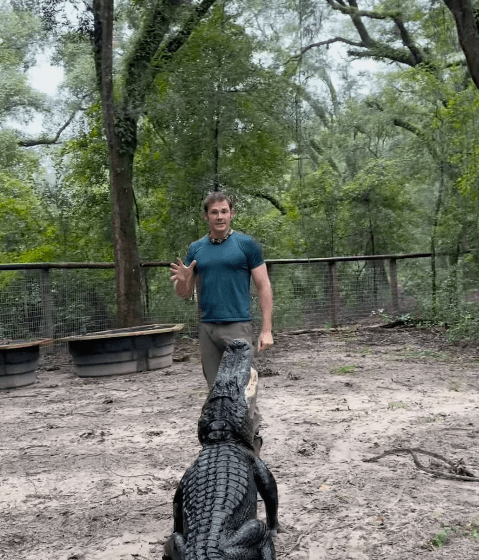Alligators and Snakes during Hurricane Milton