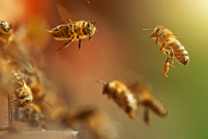 How cars contribute to bee deaths