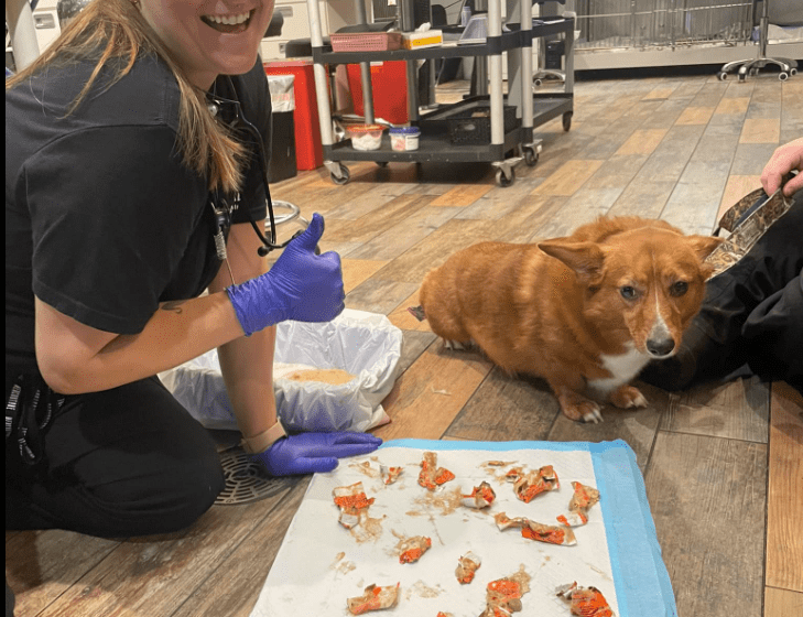 Corgi eats 15 chocolates in one sitting