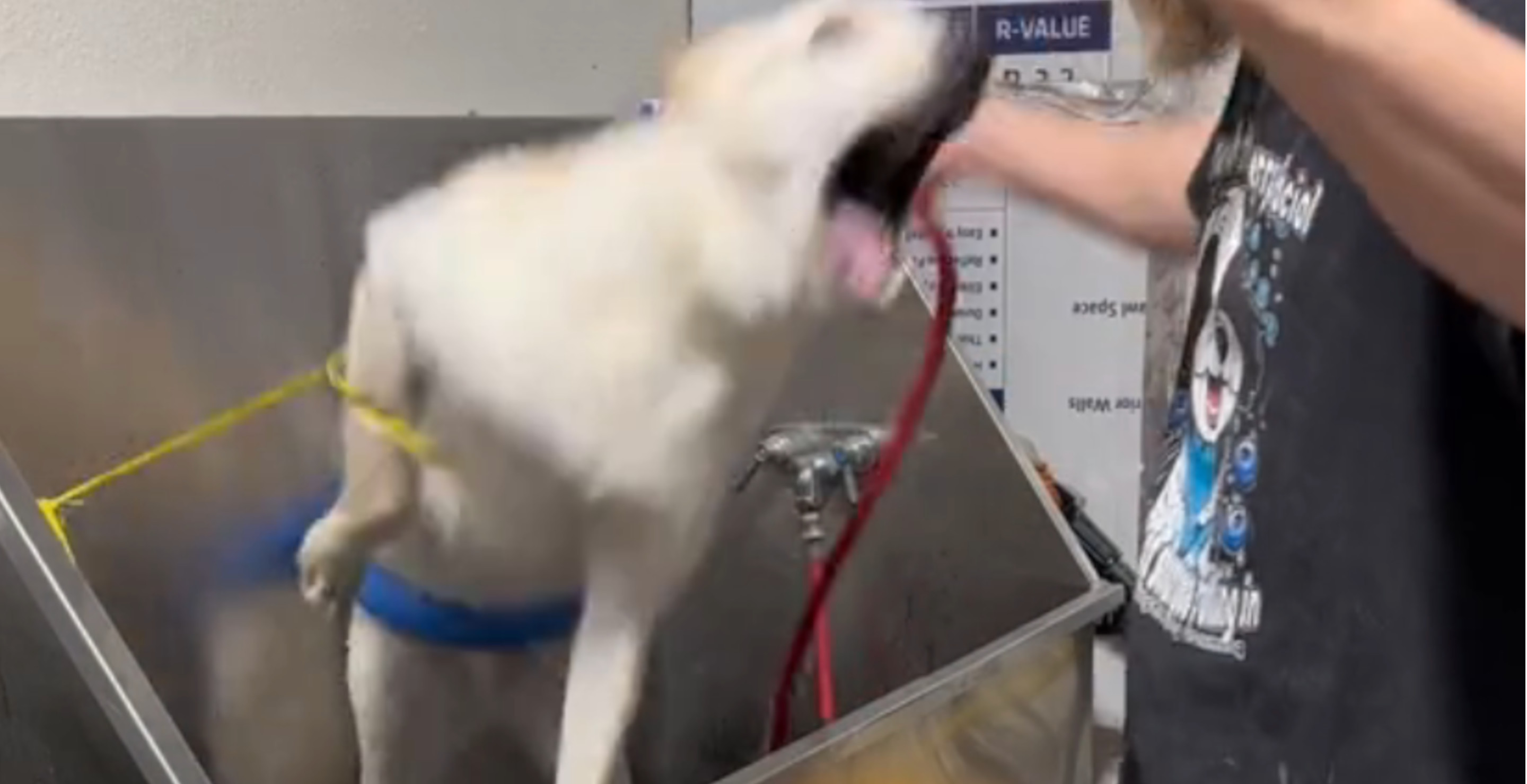 Dog Groomer Reveals Ultimate Hack For Getting Your WaterShy Dog To
