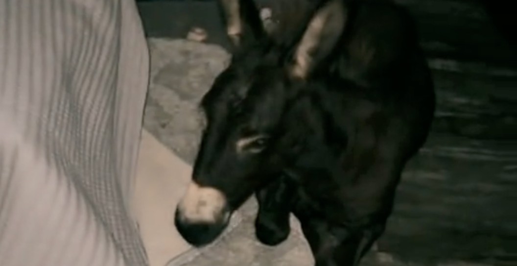 Florida Farm Owners Go Viral For Riding Out Hurricane Milton With Baby Donkey And Chickens In Bedroom