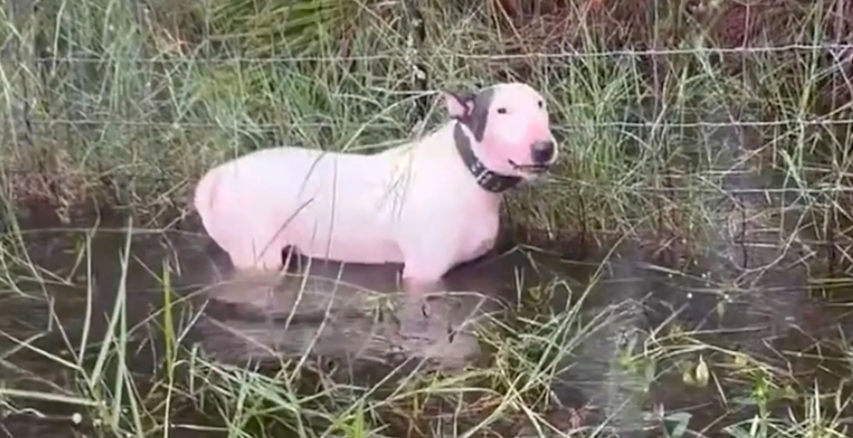 Florida Man Charged For Abandoning Dog And Tying It To Post Before ...