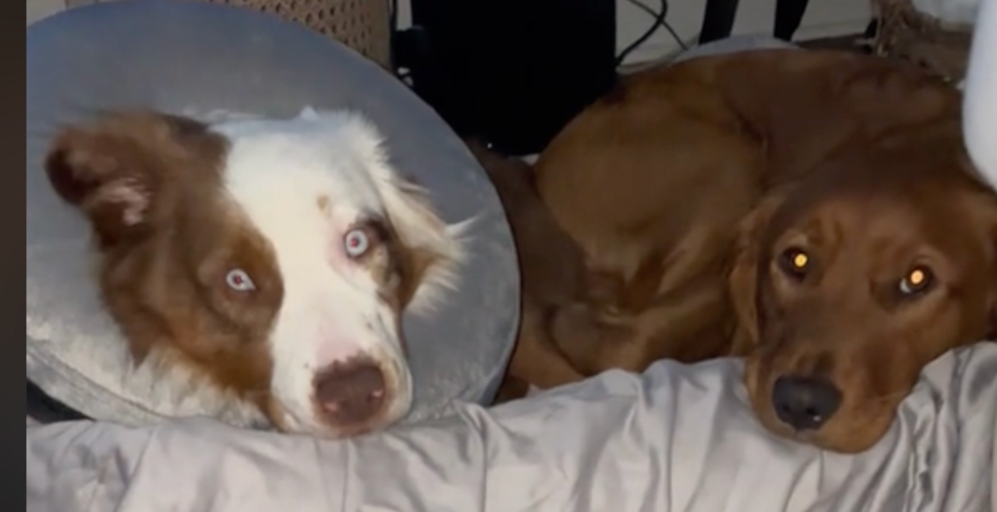 Golden Retriever Acts As Guardian Over Deaf Older Brother In Most