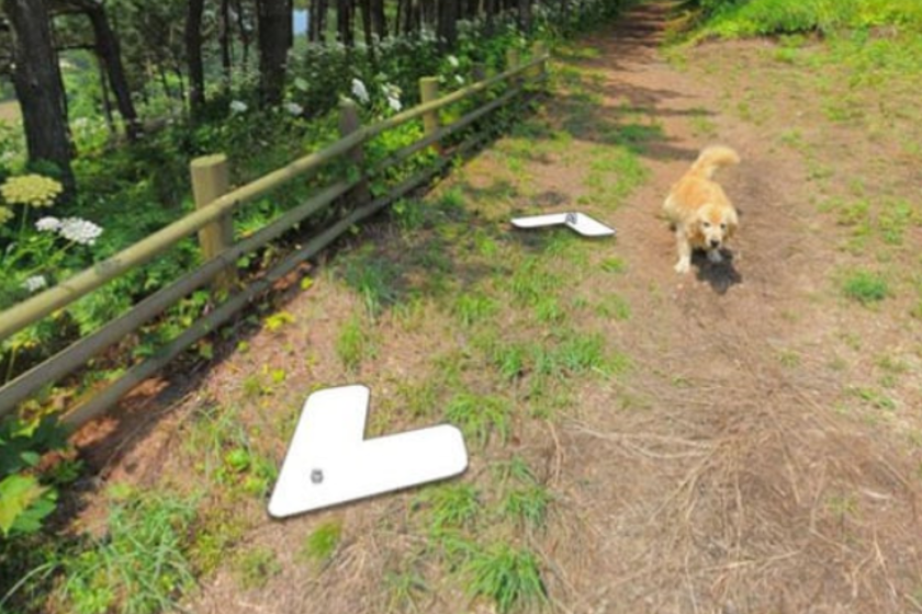 Google Earth dog Maru