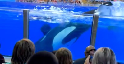 Horrifying Moment Orca At SeaWorld Uses Bathroom Before Splashing Crowd