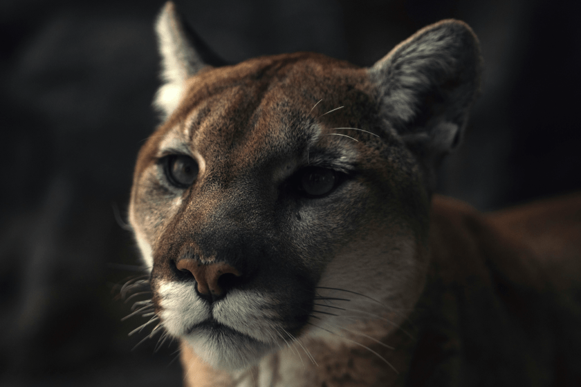 Mountain Lion