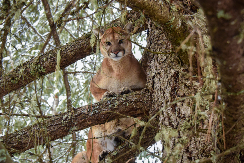 Mountain lion in a tree