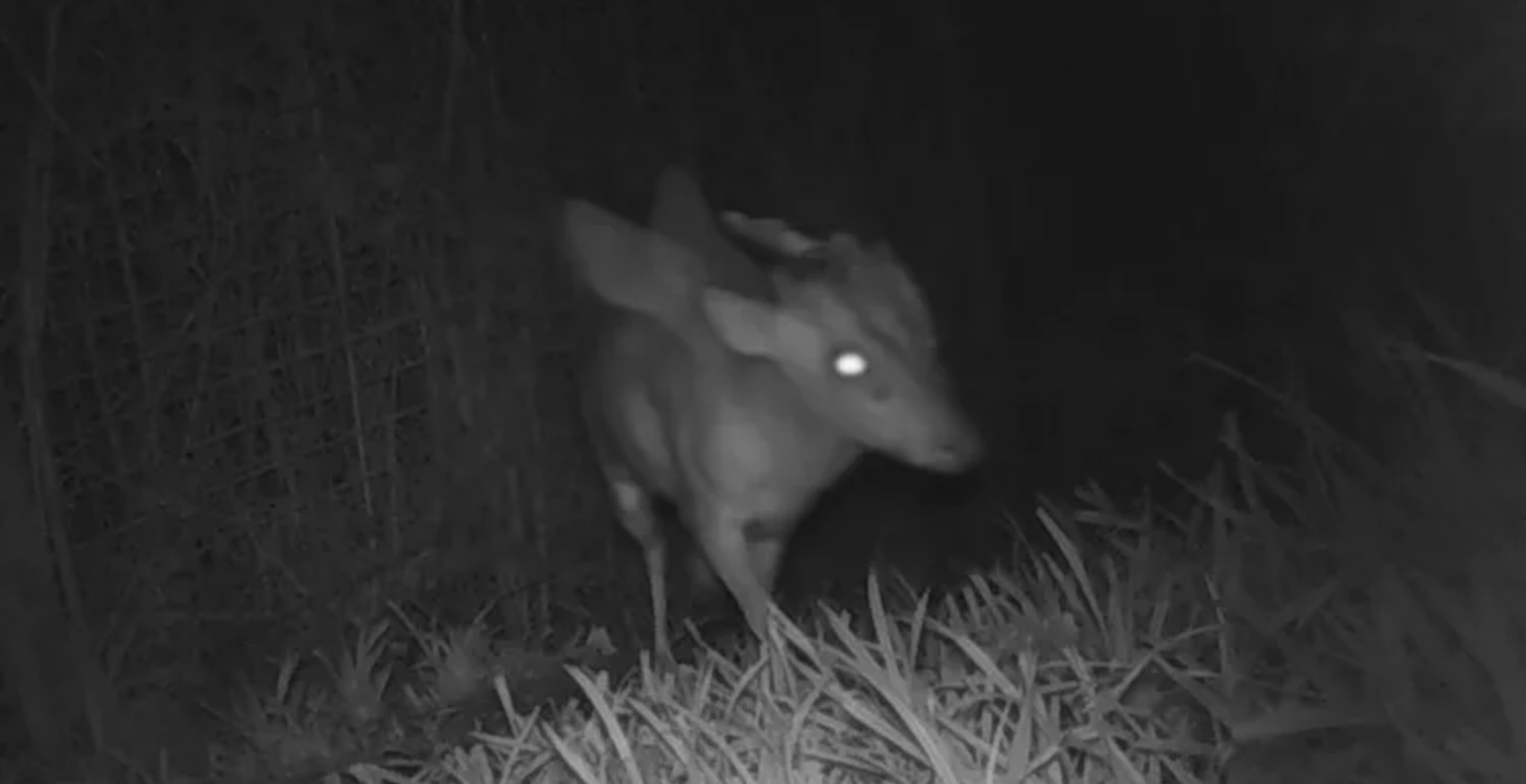 Mysterious Winged and Horned Creature Has Zoo Workers Spooked Wide