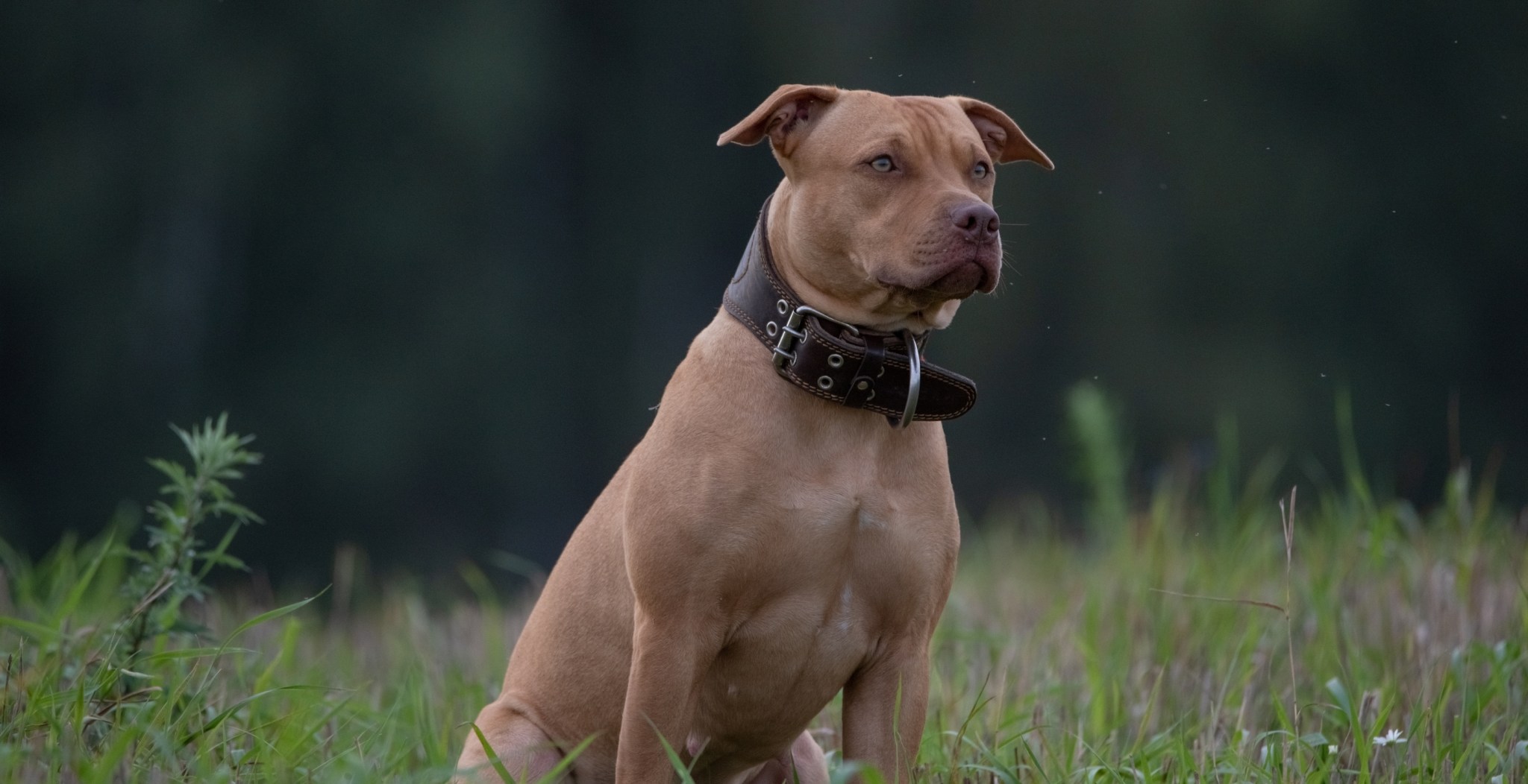Missing Man Found Dead With Loyal Pit Bull Still By His Side Wide