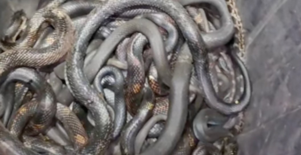 Someone Found 17 Snakes In Their Home