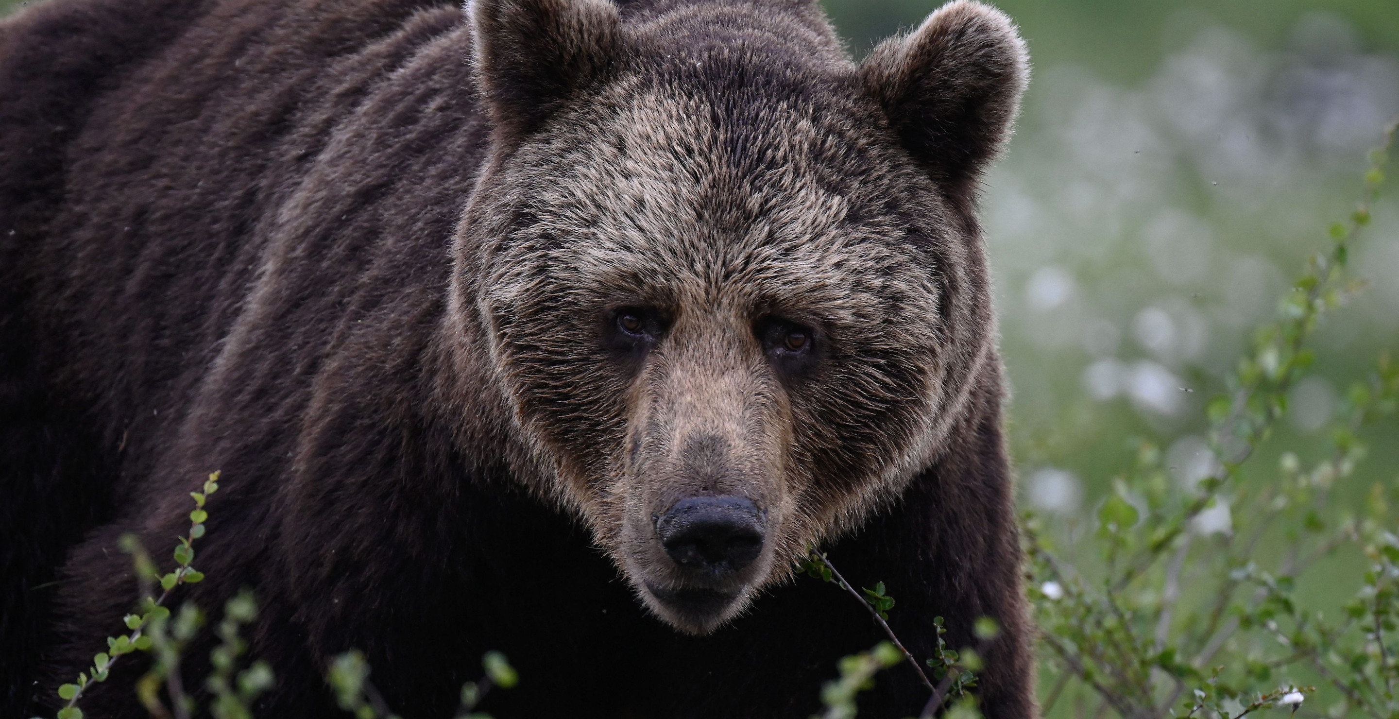 Wanted Man Allegedly Fakes Bear Attack To Cover Up Murder