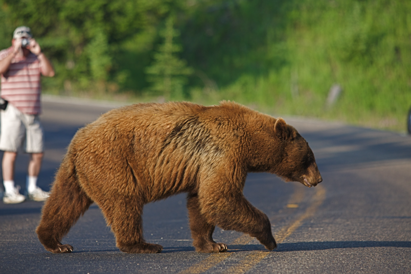 Warning to visitors at Yellowstone Park too close to bear