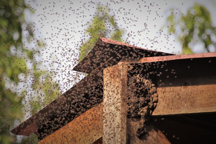 bees swarming