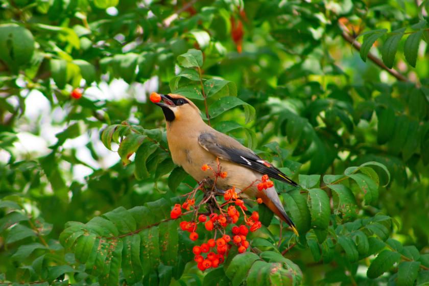 bird eating berries