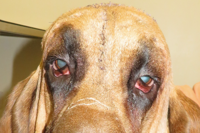 blood hound gets a facelift