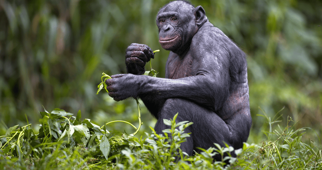 Chimpanzees Mauled and Disfigured 6-Year-Old But that Was Just the ...