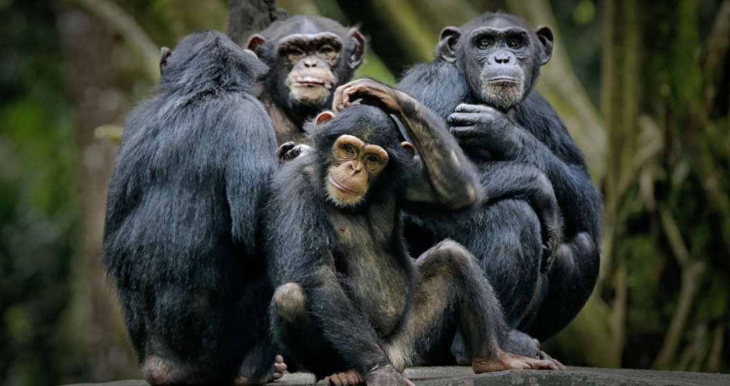 chimp bites off thumb of zookeeper