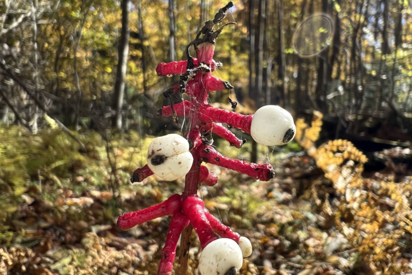 deadly red plant