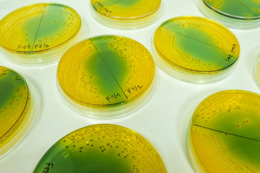 flesh-eating bacteria found in Florida waters