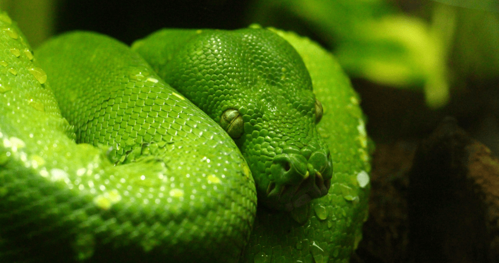 How Long Do Snakes Live? The Answer May Surprise You - Wide Open Spaces
