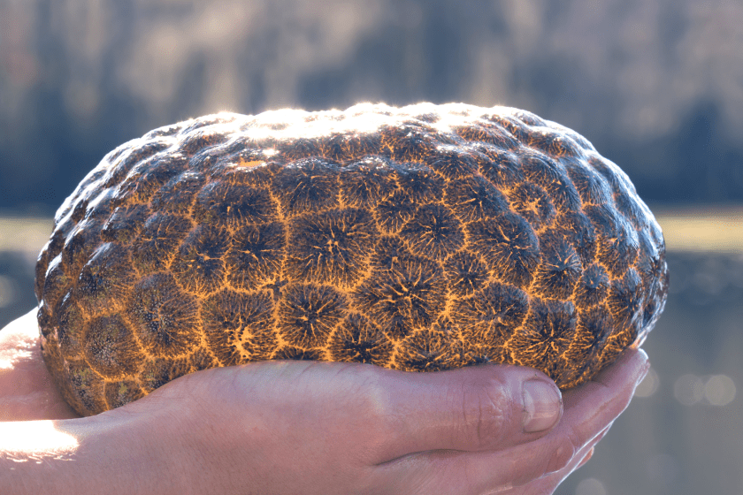 weird 'alien egg' found in river in Holland