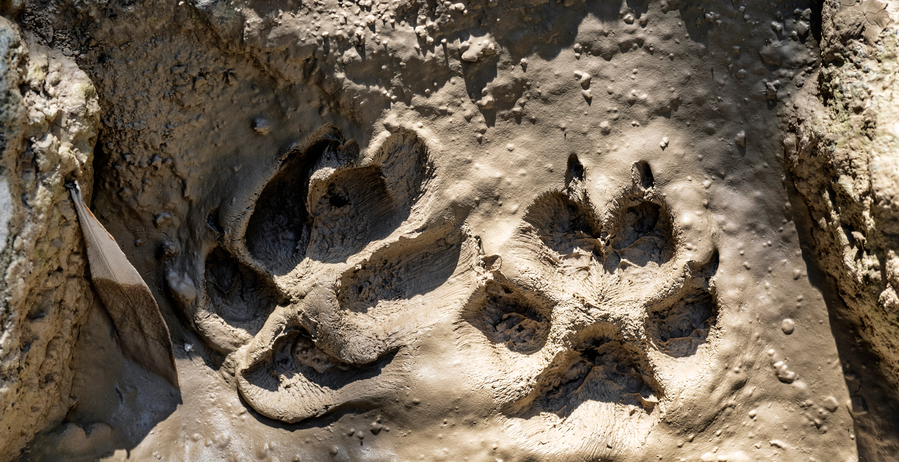 An Apex Predator Has Returned To California Park For First Time In A Century