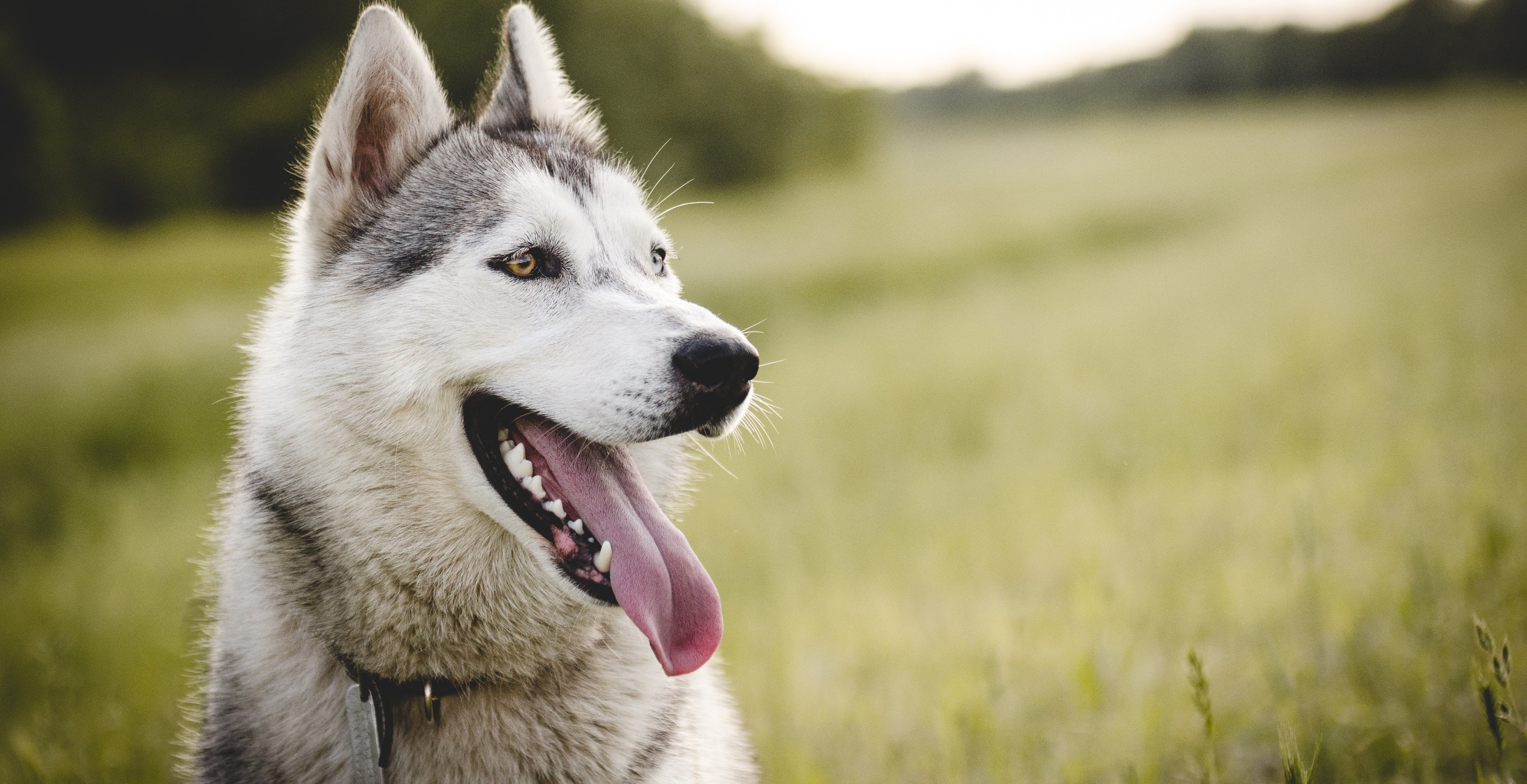 Animal Control Kills Man's Beloved Dog After Mistaking It For A Coyote ...