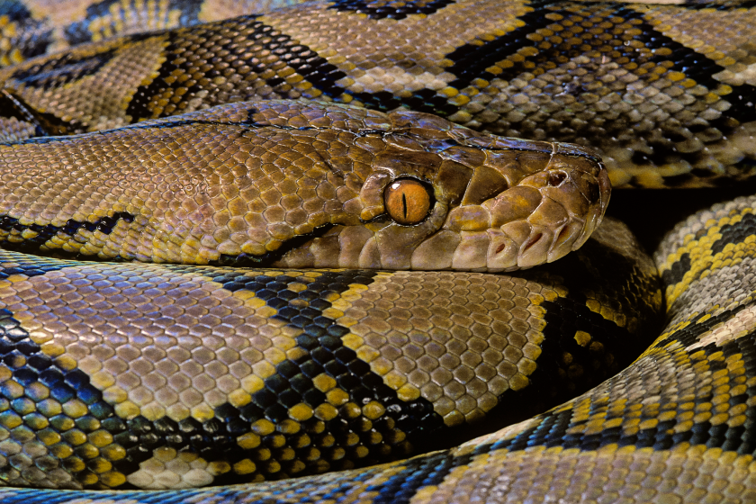 Disney star saves flight from snakes on a plane
