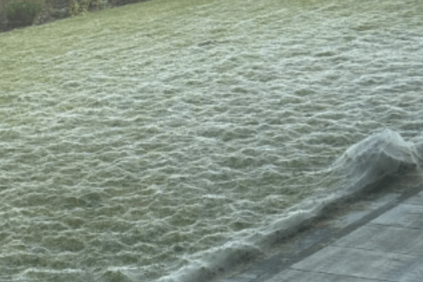 Halloween Horror Spider Web All Over Yard