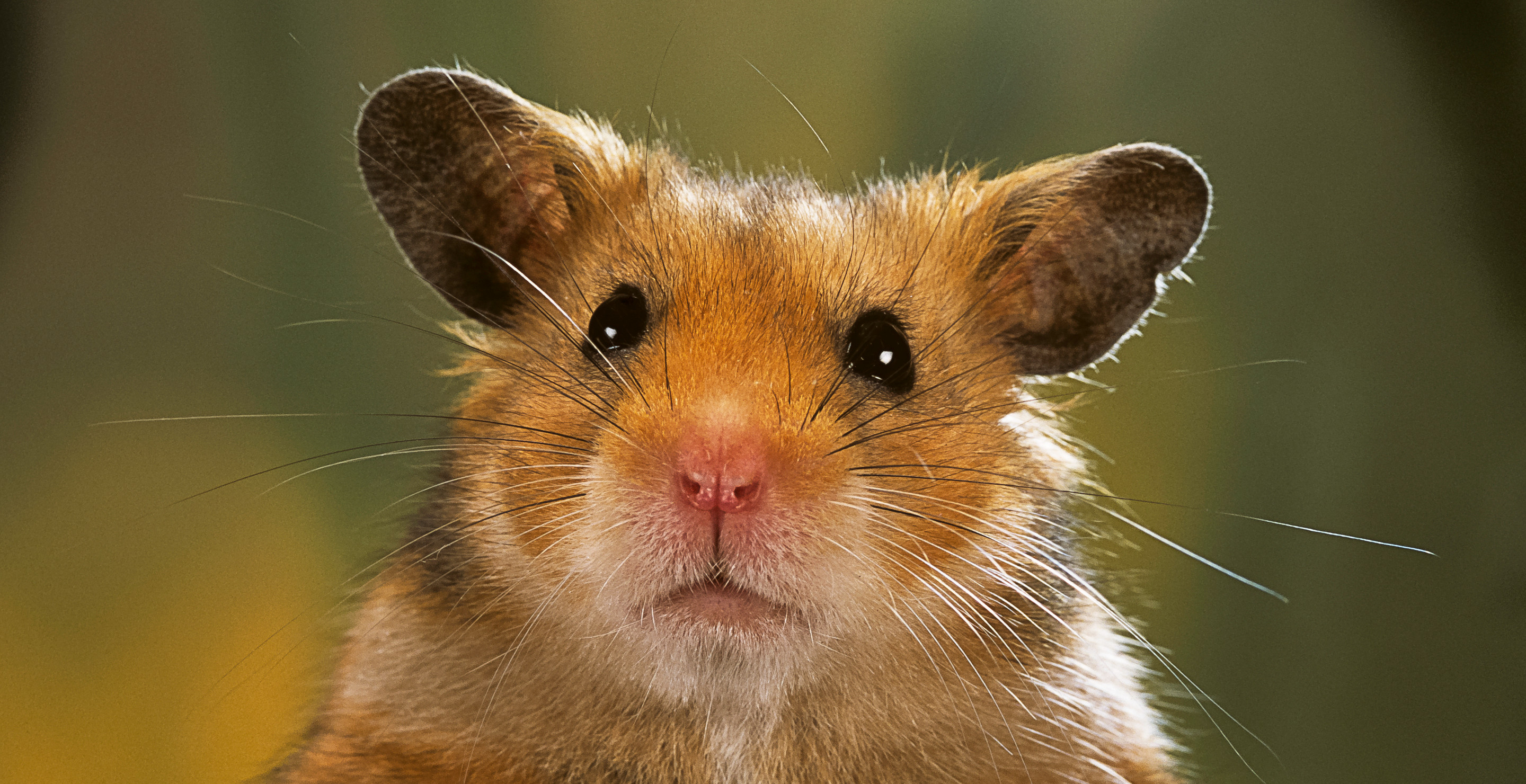 Plane Grounded For Five Days After 130 Hamsters Break Free From Their Cages In Cargo Hold