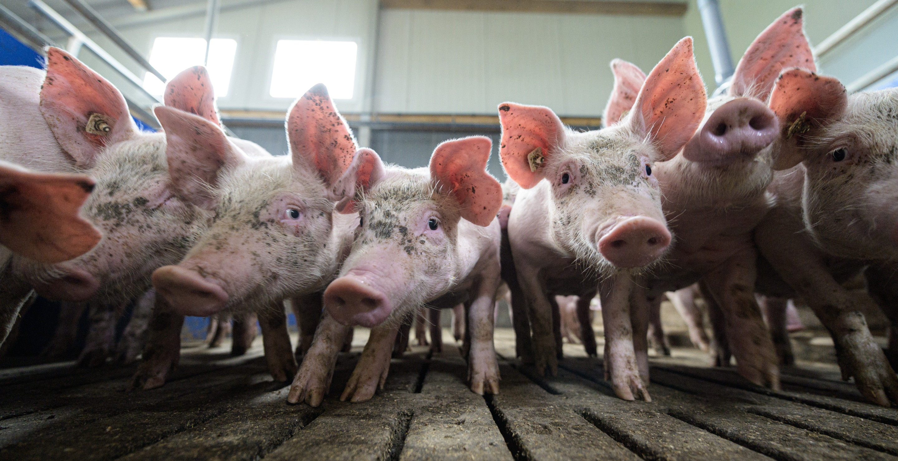 Teen Mauled To Death By Pigs After Getting Knocked Unconscious During Feeding Time