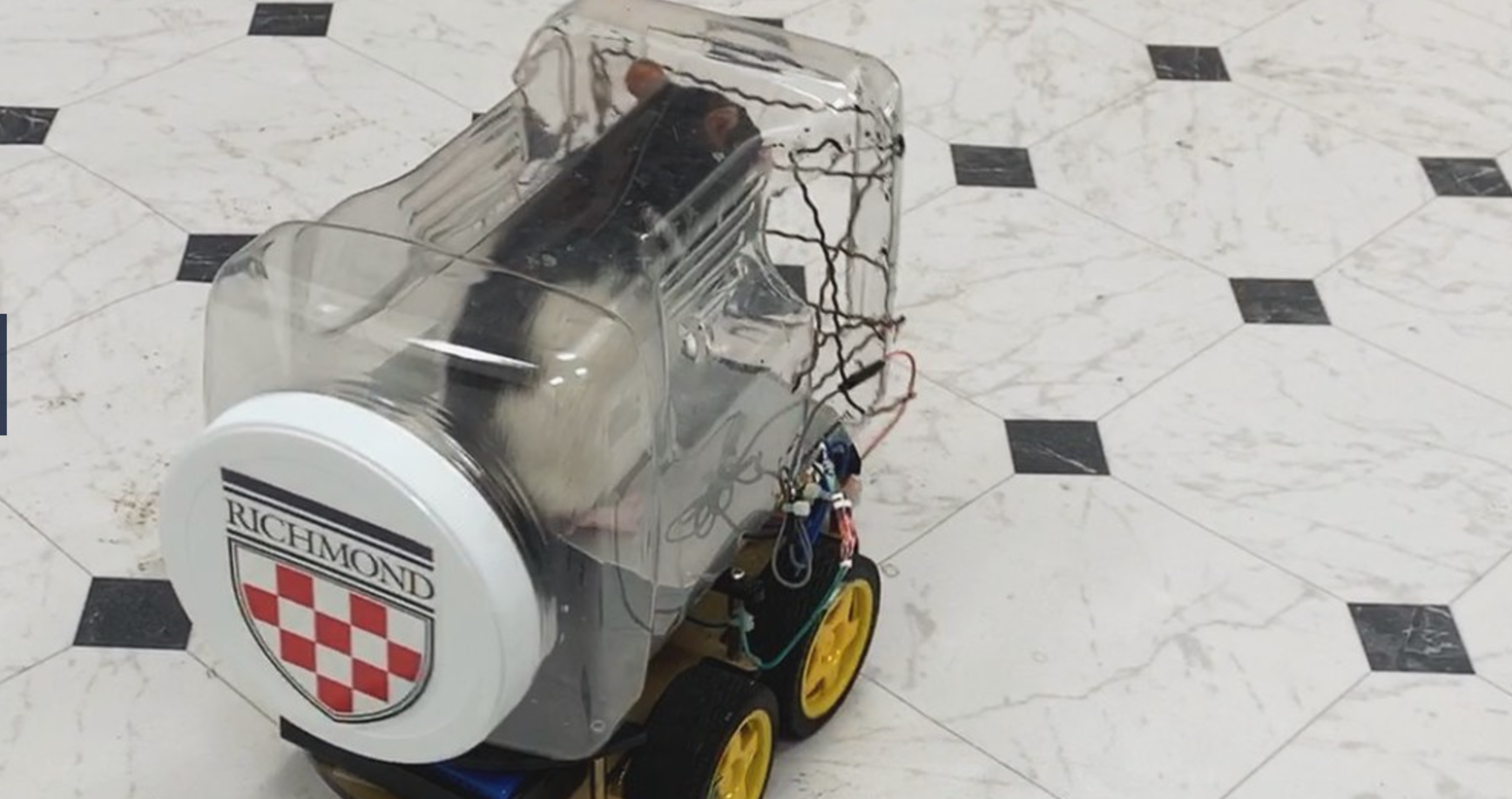 University of Richmond teaches rats to drive