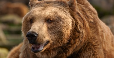 Woman Opens Up About The Horrifying Moment Bear Mauled Her Nearly To