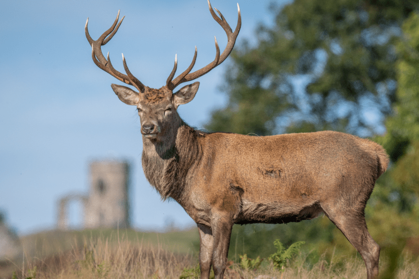 animal's social behavior changes as they age