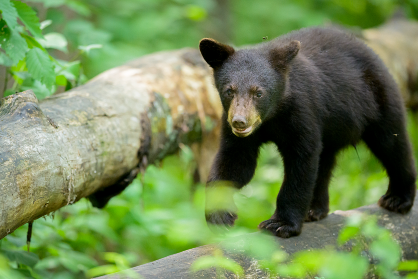 black bear cub selfie bear
