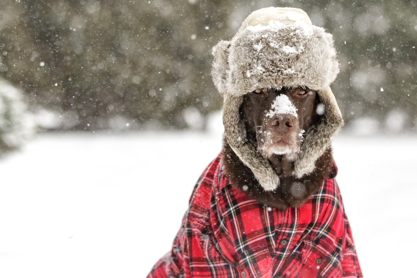 dog in winter clothing