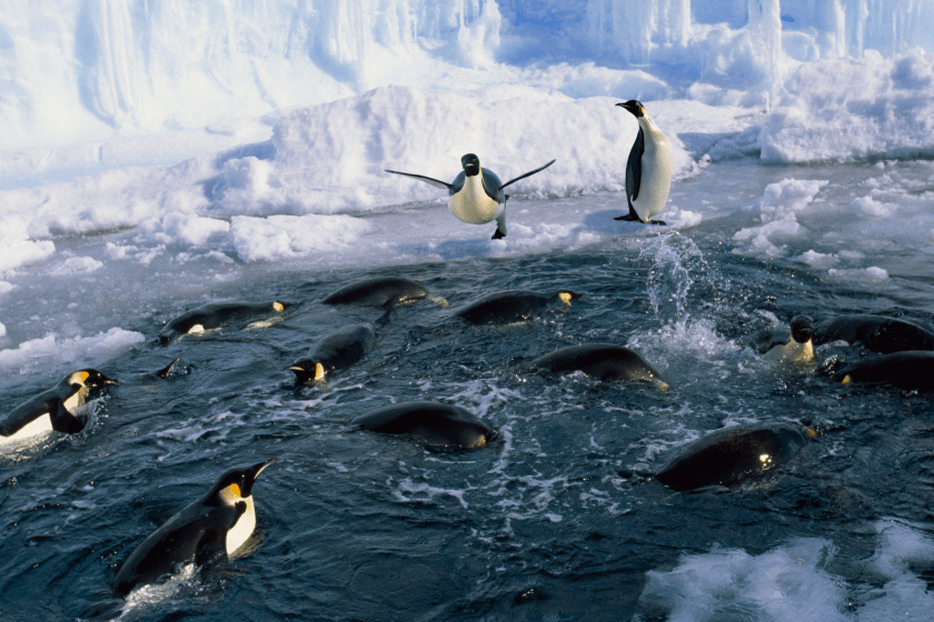 emperor penguin is returned to sea after 20 days