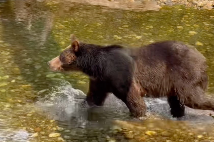 encounter with grizzly