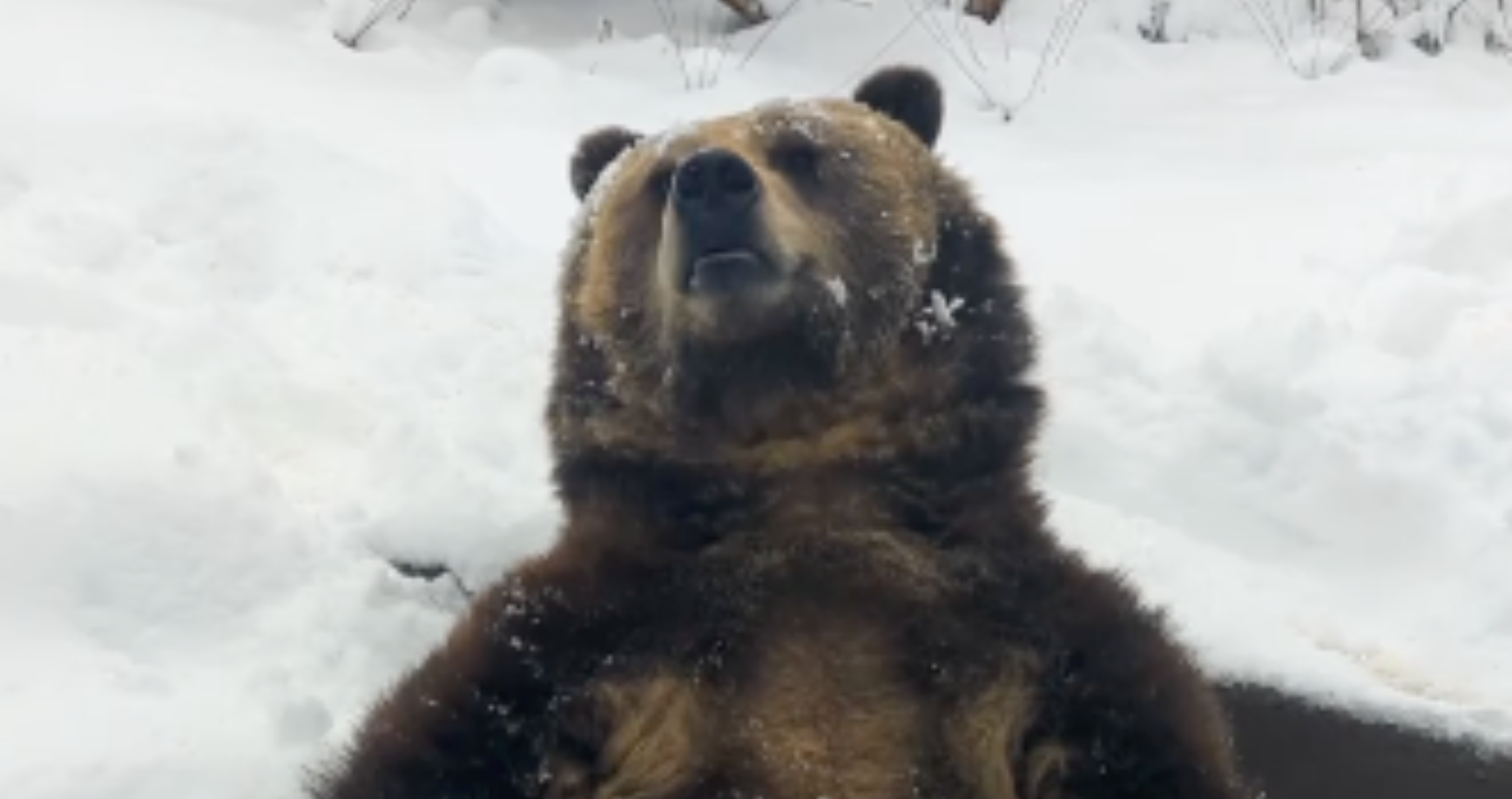 Grizzly Bear Has Very Human Reaction To Seeing Snowflakes In Adorable ...