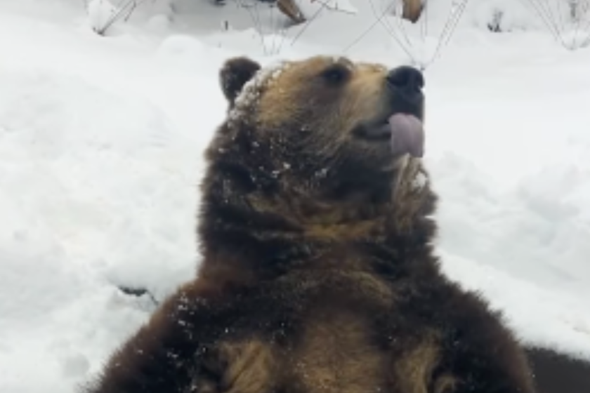 grizzly bear human reaction catching snowflakes with tongue