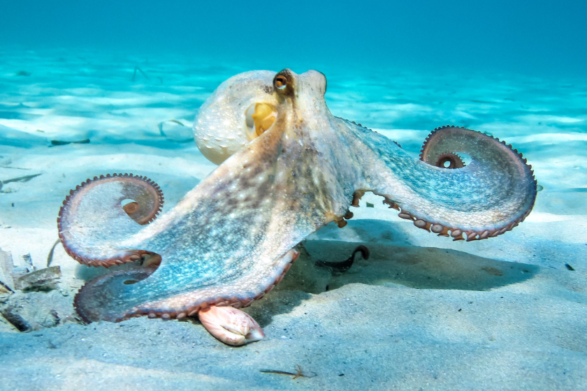 how an octopus will take over the world