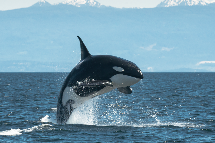 killer whale