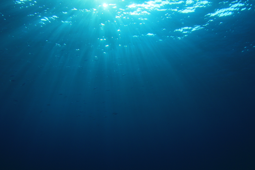 mysterious clicking sound is actually apex predator in the ocean