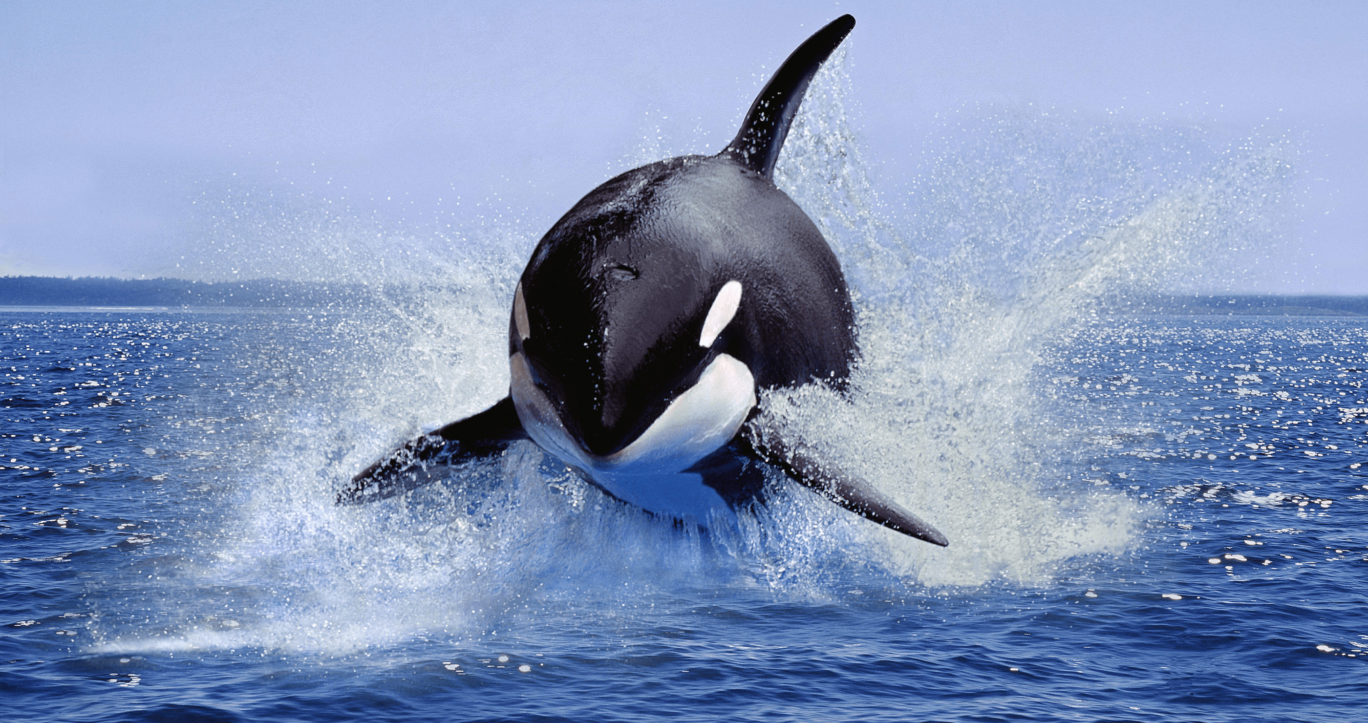 Watch Orca Take Flight Over 20 Feet Into The Air In Viral Video Watch Orca Take Flight Over 20 Feet Into The Air In Viral Video